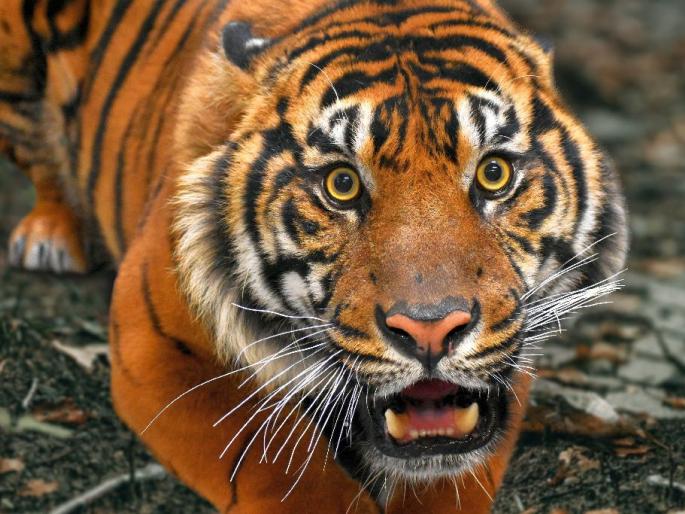 13th victim killed by tiger in Mul taluka of Chandrapur | चंद्रपूरच्या मूल तालुक्यात वाघाने घेतला १३ वा बळी; शेतात काम करीत असताना केला अचानक हल्ला 13th victim killed by tiger in Mul taluka of Chandrapur | चंद्रपूरच्या मूल तालुक्यात वाघाने घेतला १३ वा बळी; शेतात काम करीत असताना केला अचानक हल्ला