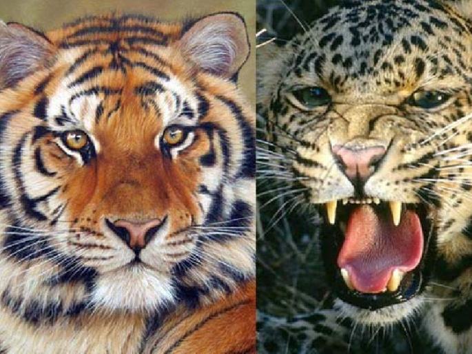 Two killed in tiger-leopard attack in chandrapur | वाघ-बिबट्याच्या हल्ल्यात दोघांचा मृत्यू; नागरिकांमध्ये दहशत Two killed in tiger-leopard attack in chandrapur | वाघ-बिबट्याच्या हल्ल्यात दोघांचा मृत्यू; नागरिकांमध्ये दहशत