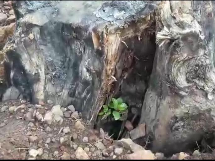 Death came in road widening, ‘Audumbar’ got life again due to environmentalists | रस्ता रूंदीकरणात आले मरण, पर्यावरणप्रेमींमुळे ‘औदुंबर’ला मिळाले पुन्हा जीवन Death came in road widening, ‘Audumbar’ got life again due to environmentalists | रस्ता रूंदीकरणात आले मरण, पर्यावरणप्रेमींमुळे ‘औदुंबर’ला मिळाले पुन्हा जीवन