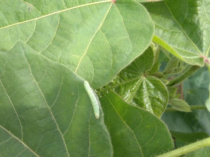 After the worm, now the green larvae that wrap the leaves on cotton keeps farmer in scare | बोंडअळीनंतर आता कापसावर पाने गुंडाळणाऱ्या हिरव्या अळीचे संकट After the worm, now the green larvae that wrap the leaves on cotton keeps farmer in scare | बोंडअळीनंतर आता कापसावर पाने गुंडाळणाऱ्या हिरव्या अळीचे संकट