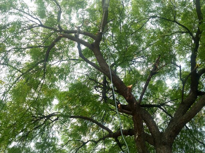 Tribal Rathwadi | आदिवासी रामपूरवाडीत जगावेगळे पथदिवे Tribal Rathwadi | आदिवासी रामपूरवाडीत जगावेगळे पथदिवे