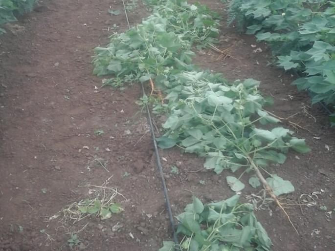 The four acres of cotton covered with bollworm unfurled the unknown | बोंडअळीपासून संरक्षित चार एकरवरील कापूस अज्ञाताने उपटून फेकला The four acres of cotton covered with bollworm unfurled the unknown | बोंडअळीपासून संरक्षित चार एकरवरील कापूस अज्ञाताने उपटून फेकला