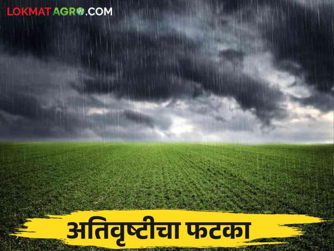 Heavy Rains: Heavy rains hit 11.67 lakh hectares in Marathwada; Damage to agricultural crops  | Heavy Rains: अतिवृष्टीचा मराठवाड्यातील ११.६७ लाख हेक्टरला फटका; शेती पिकांचे नुकसान  Heavy Rains: Heavy rains hit 11.67 lakh hectares in Marathwada; Damage to agricultural crops  | Heavy Rains: अतिवृष्टीचा मराठवाड्यातील ११.६७ लाख हेक्टरला फटका; शेती पिकांचे नुकसान