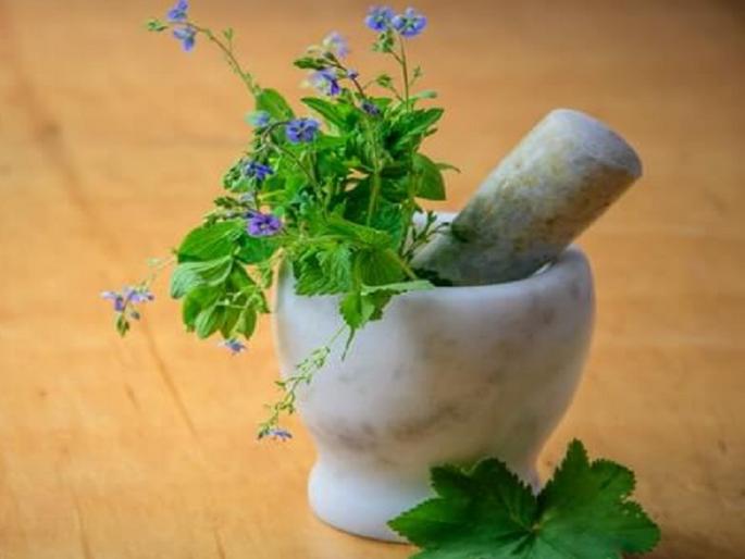 Significant increase in income if medicinal plants are added to agriculture | शेतीला औषधी वनस्पतीची जोड दिल्यास उत्पन्नात हमखास वाढ