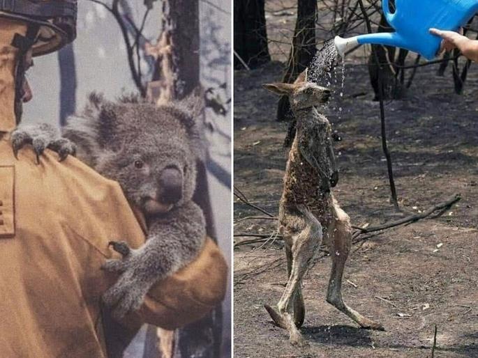 Australia Fire : Hockey India donates US$25,000 to Red Cross bushfire appeal | ऑस्ट्रेलिया आग : पुनर्वसनासाठी टीम इंडियाचा पुढाकार, केली लाखोंची मदत Australia Fire : Hockey India donates US$25,000 to Red Cross bushfire appeal | ऑस्ट्रेलिया आग : पुनर्वसनासाठी टीम इंडियाचा पुढाकार, केली लाखोंची मदत