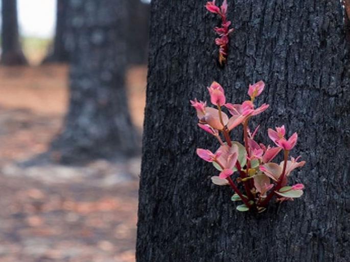 New bloom rises from Australia Bushfires ashes pics giving hope to the peoples- | सगळं काही बेचिराख झाल्यानंतरचे ऑस्ट्रेलियातील 'हे' फोटो पाहून कळतं, यालाच जीवन ऐसे नाव... New bloom rises from Australia Bushfires ashes pics giving hope to the peoples- | सगळं काही बेचिराख झाल्यानंतरचे ऑस्ट्रेलियातील 'हे' फोटो पाहून कळतं, यालाच जीवन ऐसे नाव...
