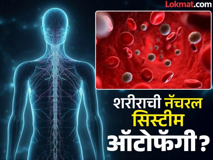 What is autophagy how diet change and fasting benefits in cancer treatment | जितकं उपाशी राहू तितकं शरीर स्वतःलाच खातं! अभ्यासाचा दावा - आजारांवर इलाजाचा नैसर्गिक ट्रिगर What is autophagy how diet change and fasting benefits in cancer treatment | जितकं उपाशी राहू तितकं शरीर स्वतःलाच खातं! अभ्यासाचा दावा - आजारांवर इलाजाचा नैसर्गिक ट्रिगर