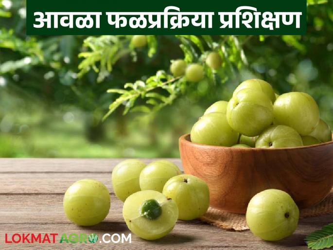 Latest News Amla Fruit Processing Training Program at Mahatma Phule Agricultural University | आवळा प्रक्रिया व्यवसाय सुरु करायचा आहे, इथं मिळतंय संपूर्ण मार्गदर्शन, वाचा सविस्तर Latest News Amla Fruit Processing Training Program at Mahatma Phule Agricultural University | आवळा प्रक्रिया व्यवसाय सुरु करायचा आहे, इथं मिळतंय संपूर्ण मार्गदर्शन, वाचा सविस्तर
