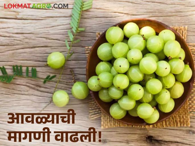 Latest News Importance of Amla, make pickles, candy, marmalade, market price good, read in detail | Avala Benefits : आवळ्याची महती, बनवा लोणचे, कँडी, मुरब्बा, बाजारभावही चांगला, वाचा सविस्तर  Latest News Importance of Amla, make pickles, candy, marmalade, market price good, read in detail | Avala Benefits : आवळ्याची महती, बनवा लोणचे, कँडी, मुरब्बा, बाजारभावही चांगला, वाचा सविस्तर