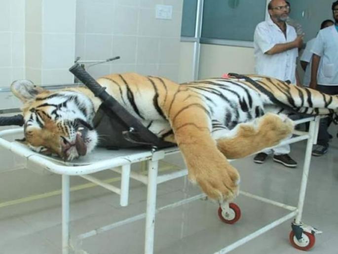 Blame it in Avni Hunter, NTC report reprimand | अवनीच्या शिकारीमध्ये हलगर्जीपणा, एनटीसीच्या अहवालात ठपका 