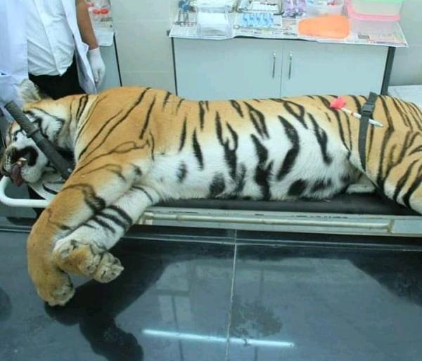 9 tigers in 22 months; The shocking reality of the state | २२ महिन्यांत ९ वाघांची शिकार; राज्यातील धक्कादायक वास्तव 9 tigers in 22 months; The shocking reality of the state | २२ महिन्यांत ९ वाघांची शिकार; राज्यातील धक्कादायक वास्तव