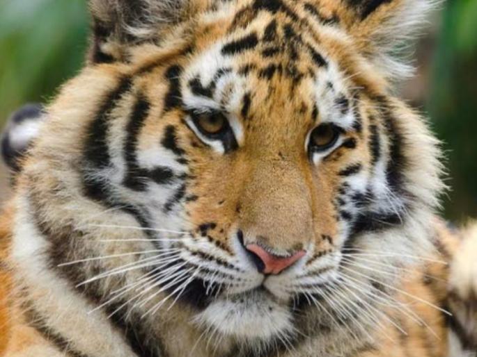 Avni's cube injured in fight with another tigress | वाघिणीशी झुंजीत अवनीची बछडी जखमी Avni's cube injured in fight with another tigress | वाघिणीशी झुंजीत अवनीची बछडी जखमी