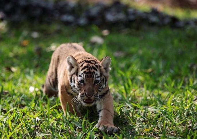 The death of Avni's cub was due to extreme shock | अवनीच्या मुलीचा मृत्यू आत्यंतिक धक्क्यामुळे