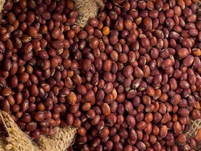 Tur rate 11,500 per quintal in Akola and Akota | तूर तेजीत! अकोला, अकोटात ११,५०० रुपये प्रति क्विंटल Tur rate 11,500 per quintal in Akola and Akota | तूर तेजीत! अकोला, अकोटात ११,५०० रुपये प्रति क्विंटल