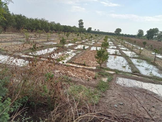 Five thousand hectares were affected by bad weather in three days | तीन दिवसातील अवकाळीने पाच हजार हेक्टरला फटका Five thousand hectares were affected by bad weather in three days | तीन दिवसातील अवकाळीने पाच हजार हेक्टरला फटका