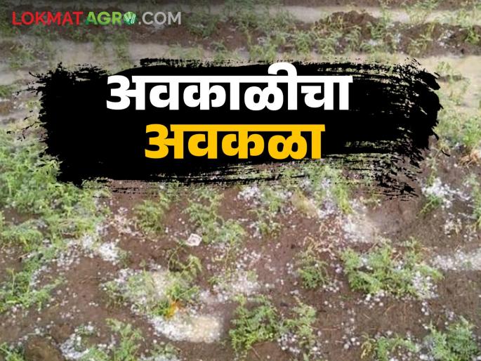 75 thousand hectares affected by bad weather unseasonal rain in the state; Rabi crop damaged | राज्यात ७५ हजार हेक्टरला अवकाळीचा फटका; रबी पिकांची झाली माती 75 thousand hectares affected by bad weather unseasonal rain in the state; Rabi crop damaged | राज्यात ७५ हजार हेक्टरला अवकाळीचा फटका; रबी पिकांची झाली माती