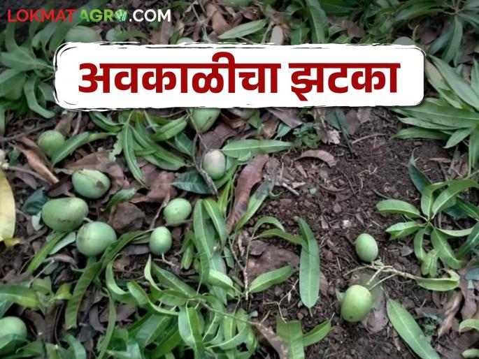 Unseasonal Rainfall Damage to crops on 6 thousand 661 hectares in 21 districts in the state | अवकाळीची अवकळा; राज्यात २१ जिल्ह्यांतील ६ हजार ६६१ हेक्टरवरील पिकांचे नुकसान