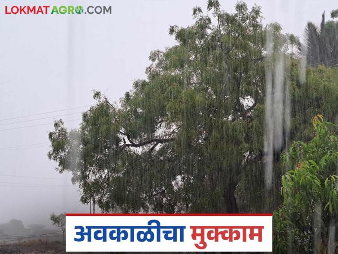 Unseasonal rains accompanied by strong winds will hit this part of the state for the next three days | राज्यात या भागात पुढील तीन दिवस वादळी वाऱ्यासह अवकाळी पाऊस दणका देणार Unseasonal rains accompanied by strong winds will hit this part of the state for the next three days | राज्यात या भागात पुढील तीन दिवस वादळी वाऱ्यासह अवकाळी पाऊस दणका देणार