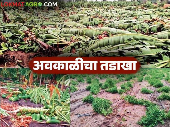 Unseasonal rains hit Marathwada and North Maharashtra in the state; Crops suffer major damage | राज्यात मराठवाडा, उत्तर महाराष्ट्राला अवकाळीचा तडाखा; पिकांचे मोठे नुकसान