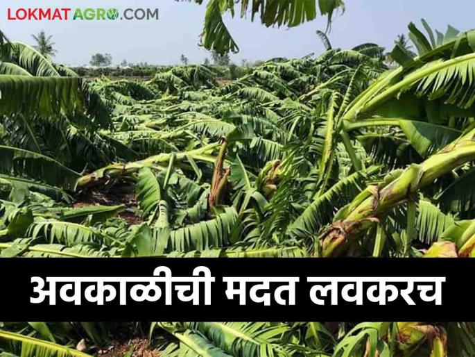 Farmers affected by unseasonal rains will get help till 15th July | अवकाळी पावसाने नुकसान झालेल्या शेतकऱ्यांना १५ जुलैपर्यंत मदत मिळणार Farmers affected by unseasonal rains will get help till 15th July | अवकाळी पावसाने नुकसान झालेल्या शेतकऱ्यांना १५ जुलैपर्यंत मदत मिळणार