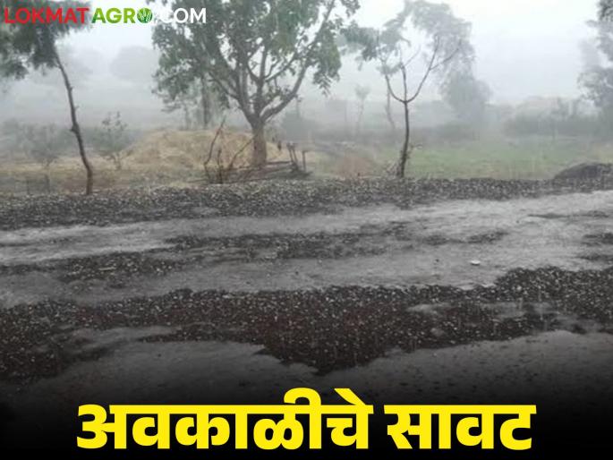 Weather Update Maharashtra : Unseasonal rains likely across Maharashtra in the next 10 days due to low pressure area | Weather Update Maharashtra : कमी दाबाच्या पट्टयामुळे येत्या १० दिवसांत संपूर्ण महाराष्ट्रात अवकाळी पावसाची शक्यता Weather Update Maharashtra : Unseasonal rains likely across Maharashtra in the next 10 days due to low pressure area | Weather Update Maharashtra : कमी दाबाच्या पट्टयामुळे येत्या १० दिवसांत संपूर्ण महाराष्ट्रात अवकाळी पावसाची शक्यता
