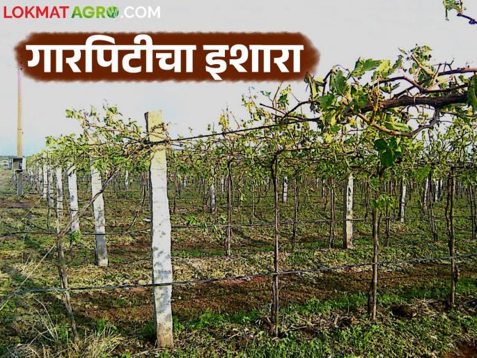 Maharashtra Weather Update : Unseasonal rains continue to linger in the state; Rain warning for next five days | Maharashtra Weather Update : राज्यात अवकाळीचा मुक्काम वाढला; पुढील पाच दिवस पावसाचा इशारा Maharashtra Weather Update : Unseasonal rains continue to linger in the state; Rain warning for next five days | Maharashtra Weather Update : राज्यात अवकाळीचा मुक्काम वाढला; पुढील पाच दिवस पावसाचा इशारा