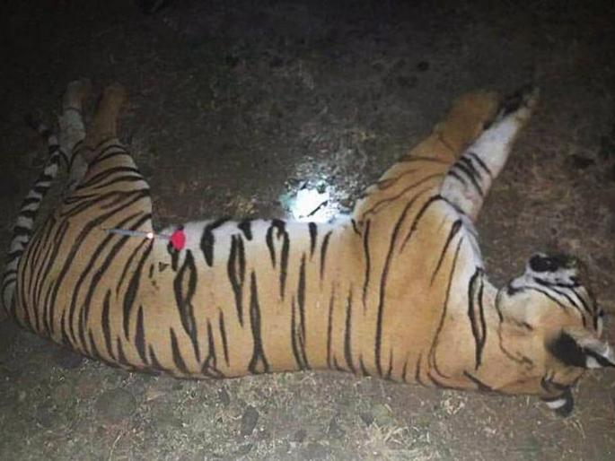 Do T-1 Tigress death inquiry by SIT | टी-१ वाघिणीच्या मृत्यूची एसआयटीमार्फत चौकशी करा Do T-1 Tigress death inquiry by SIT | टी-१ वाघिणीच्या मृत्यूची एसआयटीमार्फत चौकशी करा