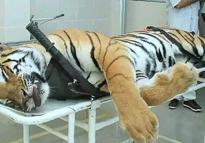 Prove validity for killing T-1 Tigress: order of the high court | टी-१ वाघिणीला ठार मारण्याची वैधता सिद्ध करा : हायकोर्टाचा आदेश Prove validity for killing T-1 Tigress: order of the high court | टी-१ वाघिणीला ठार मारण्याची वैधता सिद्ध करा : हायकोर्टाचा आदेश