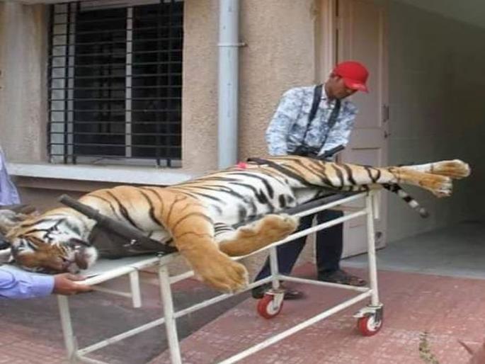  Wagbaras: Pills put on 'Avni' on the night of tigers | वाघबारस : वाघपूजनाच्या रात्रीच ‘अवनी’ला घातल्या गोळ्या