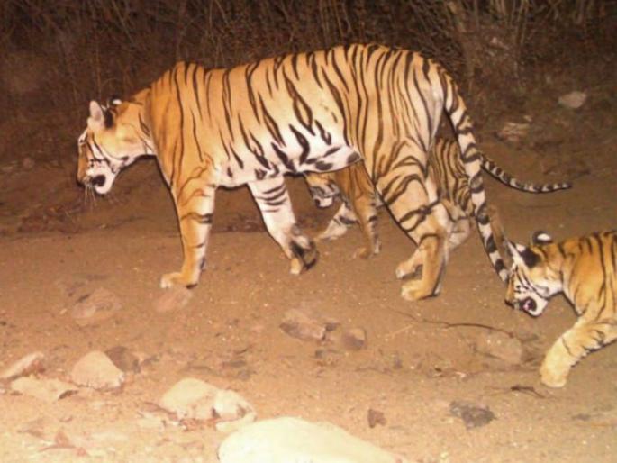 Carnivorous tiger Avni's death will be investigated, established committee by the government | नरभक्षक वाघीण अवनीच्या मृत्युची होणार चौकशी, सरकारकडून समितीची स्थापना Carnivorous tiger Avni's death will be investigated, established committee by the government | नरभक्षक वाघीण अवनीच्या मृत्युची होणार चौकशी, सरकारकडून समितीची स्थापना