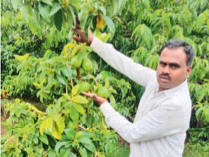 Exotic fruit found on Google avocado farming; 10 lakhs per acre of yield; The success story of a farmer who flourished in a barren land | गुगलवरून शोधले विदेशी फळ; उत्पन्न एकरी 10 लाख; मुरमाड जमिनीत फुलली शेतकऱ्याची यशोगाथा Exotic fruit found on Google avocado farming; 10 lakhs per acre of yield; The success story of a farmer who flourished in a barren land | गुगलवरून शोधले विदेशी फळ; उत्पन्न एकरी 10 लाख; मुरमाड जमिनीत फुलली शेतकऱ्याची यशोगाथा
