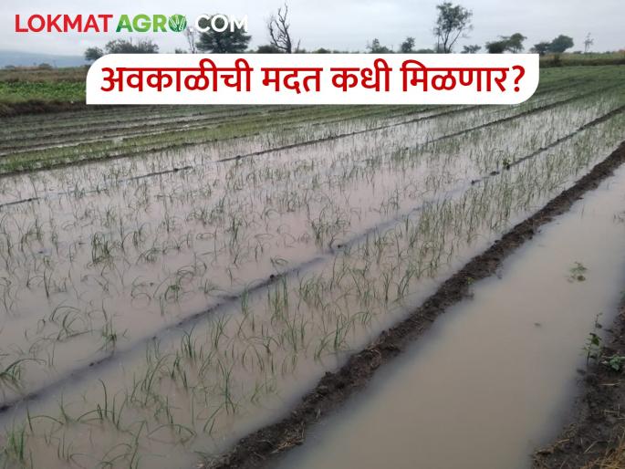 23.90 lakh farmers who have lost their crops due to bad weather will get compensation | अवकाळीमुळे शेतीचे नुकसान झालेल्या २३.९० लाख शेतकऱ्यांना मिळणार भरपाई 23.90 lakh farmers who have lost their crops due to bad weather will get compensation | अवकाळीमुळे शेतीचे नुकसान झालेल्या २३.९० लाख शेतकऱ्यांना मिळणार भरपाई