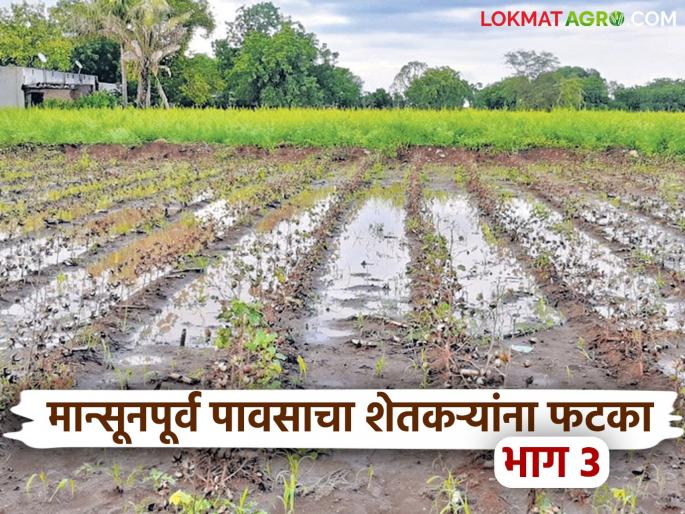 latest news Avakali Paus: Crops gone, dreams shattered… Now the hope of Panchnama Read in detail | Avakali Paus: पिकं गेली, स्वप्नं विरली… आता पंचनाम्याचीच आशा वाचा सविस्तर