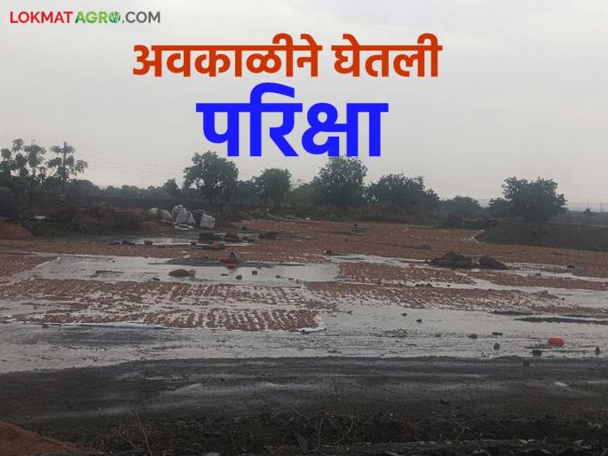 latest news Awakali Paus: Unseasonal rains: Crops damaged on 3 thousand hectares in Marathwada Read in detail | Awakali Paus: अवकाळीचा तडाखा: मराठवाड्यात ३ हजार हेक्टरवरील पिकांचे नुकसान वाचा सविस्तर