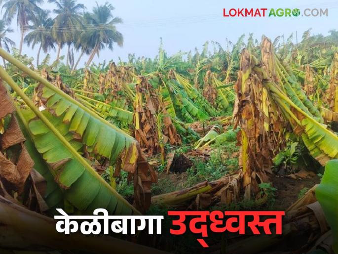 Awakali Paus: Stormy winds: latest news Hundreds of acres of banana plantations destroyed Read in detail | Awakali Paus: वादळी वाऱ्याचा तडाखा : शेकडो एकर केळी बागा झाल्या उद्ध्वस्त वाचा सविस्तर