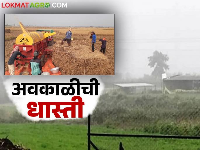 Avkali Paus: Farmers fear unseasonal rains; Read in detail about concerns about climate change | Avkali Paus: शेतकऱ्यांना अवकाळीची धास्ती; वातावरणातील बदलाची चिंता वाचा सविस्तर Avkali Paus: Farmers fear unseasonal rains; Read in detail about concerns about climate change | Avkali Paus: शेतकऱ्यांना अवकाळीची धास्ती; वातावरणातील बदलाची चिंता वाचा सविस्तर