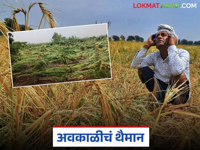 latest news Marathawada Rain :17 days of unseasonal rains wreak havoc in Marathwada! Read the detailed damage report. | Marathawada Rain: १७ दिवसांच्या अवकाळी पावसाने मराठवाड्यात हाहाकार! वाचा सविस्तर हानीचा अहवाल