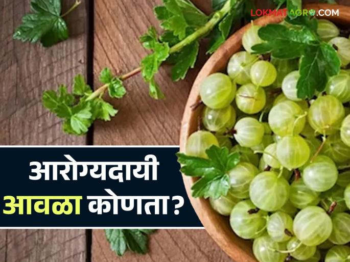 Awala: Are you buying a wild or hybrid awala? Read in detail | Awala : तुम्ही घेताय तो आवळा गावरान की संकरित? वाचा सविस्तर Awala: Are you buying a wild or hybrid awala? Read in detail | Awala : तुम्ही घेताय तो आवळा गावरान की संकरित? वाचा सविस्तर