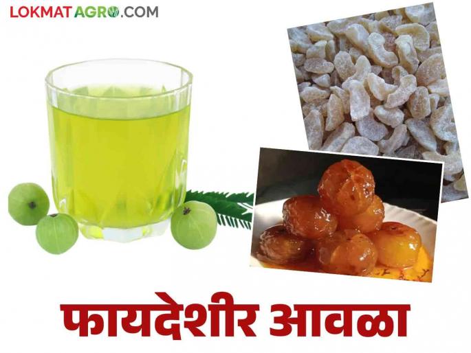 Avala Food Processing: Creation of a home industry through the process of Avala, read detailed information | Avala Food Processing : आवळा प्रक्रियेतून घरगुती उद्योग निर्मिती वाचा सविस्तर माहिती Avala Food Processing: Creation of a home industry through the process of Avala, read detailed information | Avala Food Processing : आवळा प्रक्रियेतून घरगुती उद्योग निर्मिती वाचा सविस्तर माहिती