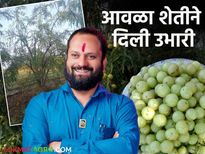 Farmer Success Story : A young farmer from Sheri earned lakhs of rupees by successfully cultivating amla | Farmer Success Story : आवळ्याची यशस्वी शेती करत शेरी येथील तरुण शेतकऱ्याने कमविले लाखो रुपये वाचा त्यांची यशोगाथा Farmer Success Story : A young farmer from Sheri earned lakhs of rupees by successfully cultivating amla | Farmer Success Story : आवळ्याची यशस्वी शेती करत शेरी येथील तरुण शेतकऱ्याने कमविले लाखो रुपये वाचा त्यांची यशोगाथा