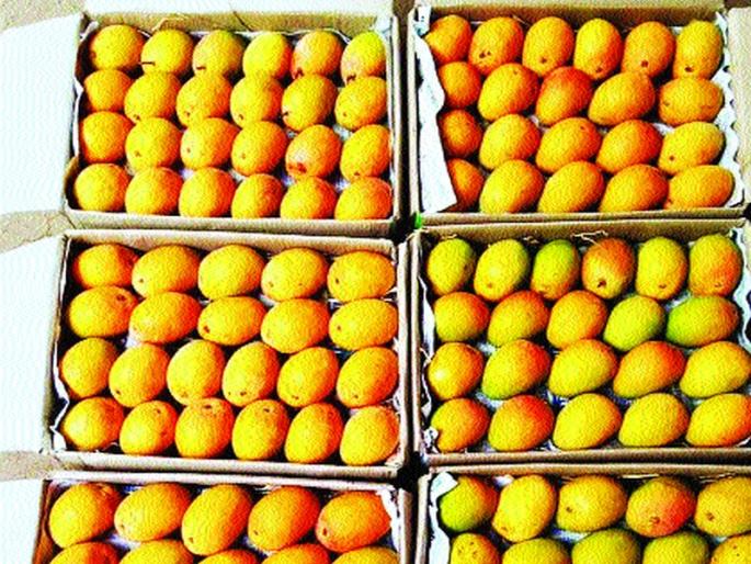 CoronaVirus News: Hapus mango also hit by corona; Financial math went awry | CoronaVirus News: हापूसलाही बसला कोरोनाचा फटका; आर्थिक गणित बिघडले CoronaVirus News: Hapus mango also hit by corona; Financial math went awry | CoronaVirus News: हापूसलाही बसला कोरोनाचा फटका; आर्थिक गणित बिघडले