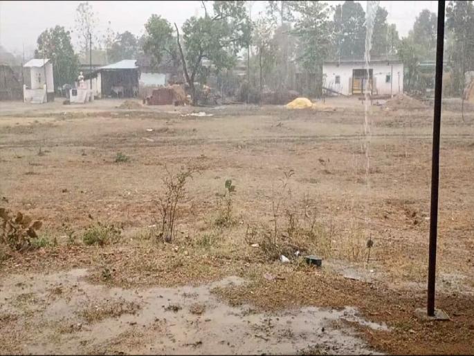 untimely rain with gale force damages crops in gondia, farmers in trouble | जिल्ह्याला वादळी वाऱ्यासह अवकाळी पावसाने झोडपले, पिकांचे नुकसान untimely rain with gale force damages crops in gondia, farmers in trouble | जिल्ह्याला वादळी वाऱ्यासह अवकाळी पावसाने झोडपले, पिकांचे नुकसान