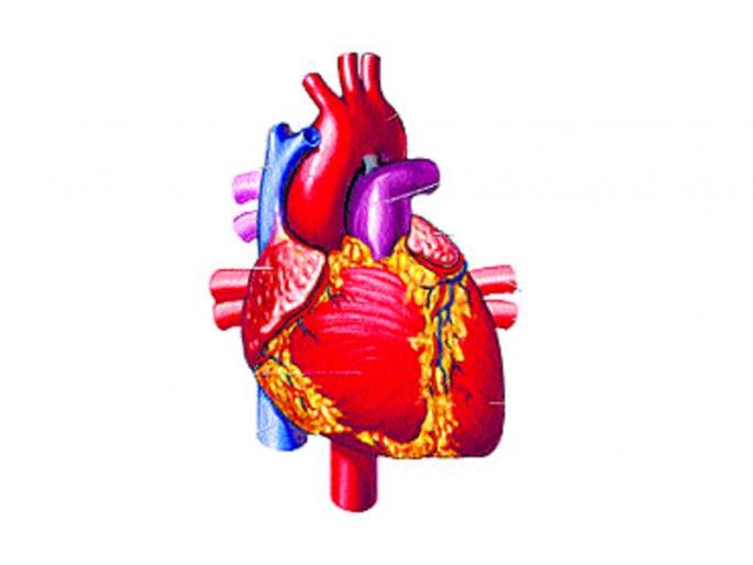 Livelihood of four organisms from organ donation | अवयवदानातून चौघांना जीवनदान