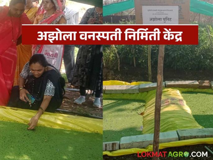 Latest News azolla farming Villagers decided and Azolla became the best option for animals feed, know in detail | Azolla Farming : गावकऱ्यांनी ठरवलं अन् जनावरांसाठी अझोला बेस्ट पर्याय ठरला, जाणून घ्या सविस्तर  Latest News azolla farming Villagers decided and Azolla became the best option for animals feed, know in detail | Azolla Farming : गावकऱ्यांनी ठरवलं अन् जनावरांसाठी अझोला बेस्ट पर्याय ठरला, जाणून घ्या सविस्तर