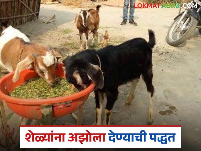 Latest News Azola For Goats Should goats be fed wet or dry azolla see detailsa | Azolla For Goats : शेळ्यांना ओला की सुका अझोला खायला द्यावा? किंवा कसा खायला द्यावा? 