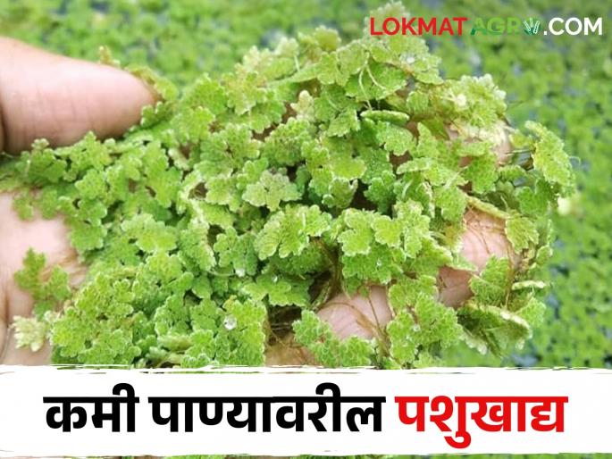 Azolla is a great alternative to animal feed | शेती नसेल तरीही तुम्ही कमी वेळेत, कमी खर्चात घेऊ शकाल ह्या पौष्टीक चाऱ्याचे उत्पादन Azolla is a great alternative to animal feed | शेती नसेल तरीही तुम्ही कमी वेळेत, कमी खर्चात घेऊ शकाल ह्या पौष्टीक चाऱ्याचे उत्पादन
