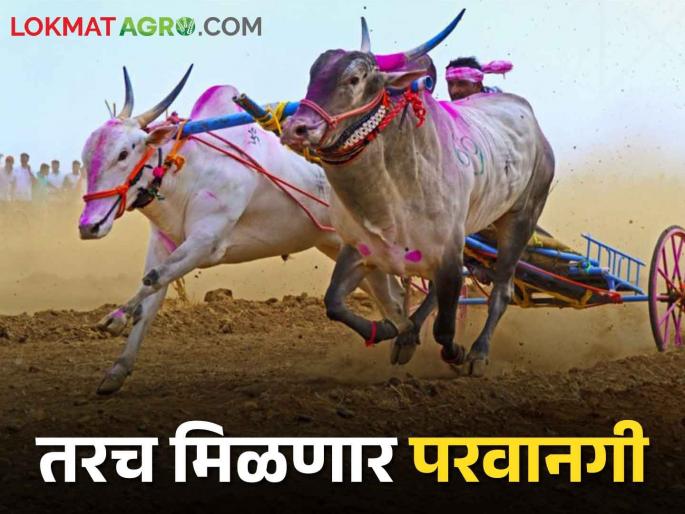 New rules for bullock cart race, Only if you do this will you get permission | Bullock Cart Race बैलगाडी शर्यतीसाठी नवी नियमावली, हे कराल तरच मिळेल परवानगी New rules for bullock cart race, Only if you do this will you get permission | Bullock Cart Race बैलगाडी शर्यतीसाठी नवी नियमावली, हे कराल तरच मिळेल परवानगी