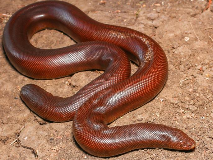 Youth arrested for carrying Rs 15 lakh for sale | विक्रीसाठी १५ लाखांचे मांडूळ बाळगल्याप्रकरणी तरुणाला अटक