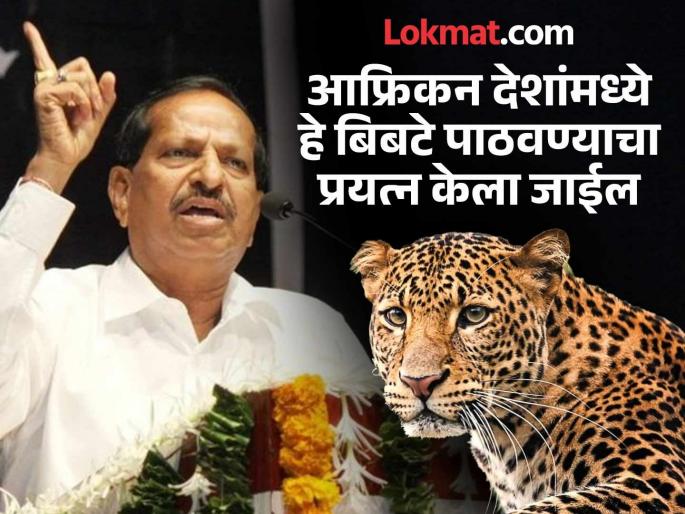 Will not release it again in the same area; Will send it to an African country where there is a shortage of leopards - Ganesh Naik | पुन्हा त्याच भागात सोडणार नाही; ज्या आफ्रिकन देशात बिबट्यांची कमतरता तिथे पाठवणार - गणेश नाईक Will not release it again in the same area; Will send it to an African country where there is a shortage of leopards - Ganesh Naik | पुन्हा त्याच भागात सोडणार नाही; ज्या आफ्रिकन देशात बिबट्यांची कमतरता तिथे पाठवणार - गणेश नाईक