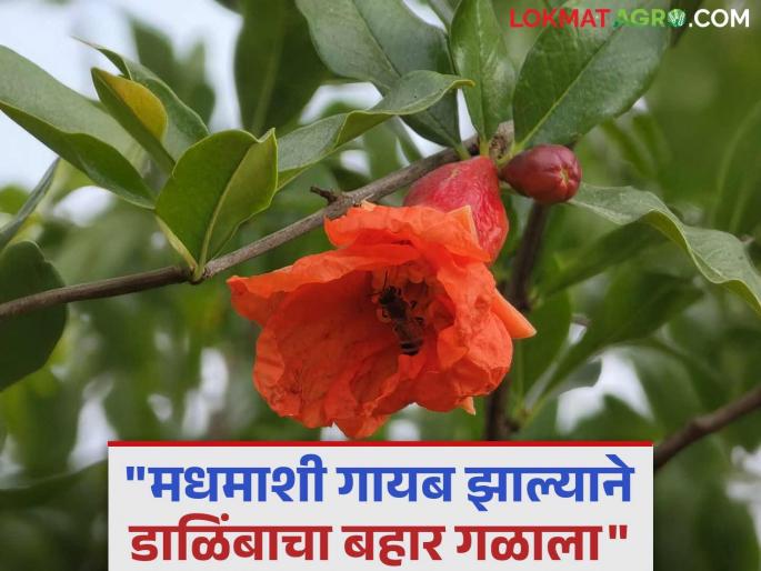 honey-bee-dhakakaadaayaka-madhamaasaa-nasalayaamaulae-daalainbaacaa-bahaara-galaalaa-maraathavaadayaataila-saetakarayaancaa-anaubhava | Honey Bee : धक्कादायक! मधमाशा नसल्यामुळे डाळिंबाचा बहार गळाला; मराठवाड्यातील शेतकऱ्यांचा अनुभव honey-bee-dhakakaadaayaka-madhamaasaa-nasalayaamaulae-daalainbaacaa-bahaara-galaalaa-maraathavaadayaataila-saetakarayaancaa-anaubhava | Honey Bee : धक्कादायक! मधमाशा नसल्यामुळे डाळिंबाचा बहार गळाला; मराठवाड्यातील शेतकऱ्यांचा अनुभव